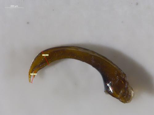 Réf. 244 574 : Agabus lapponicus